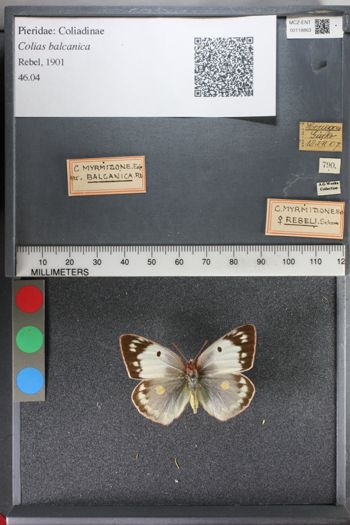 Media type: image;   Entomology 118863